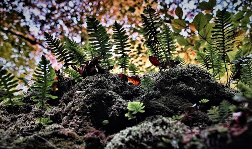 Close-up of moss growing on rock