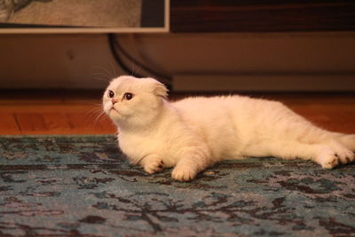 Cat lying on floor