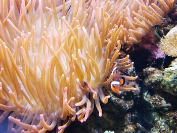 Fish swimming in sea