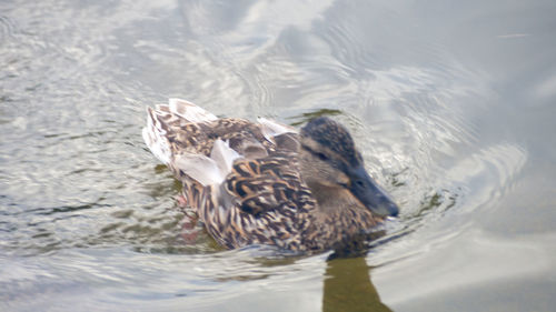Close-up of mallard duck swimming in lake