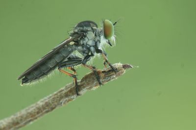 Close-up of damselfly on leaf