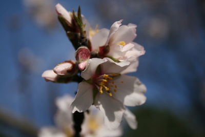 Close-up of cherry blossom