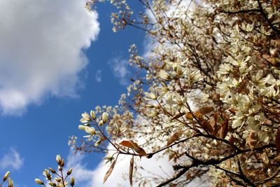 Low angle view of flowers blooming on tree against sky