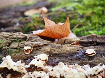 Close-up of dry maple leaf on field