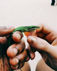 Cropped hands of people holding lizard