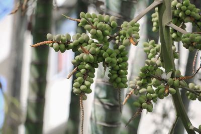 Close-up of berries growing on tree