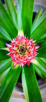 Close-up of insect on pink flower