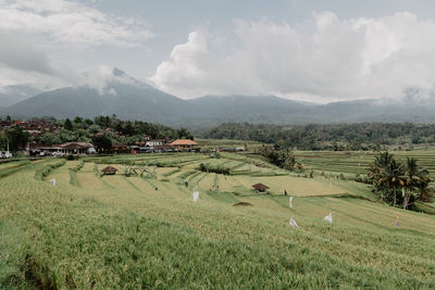 Scenic view of agricultural field against sky