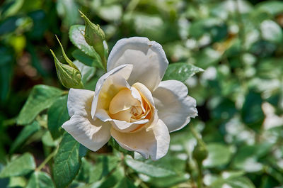 Close-up of white rose