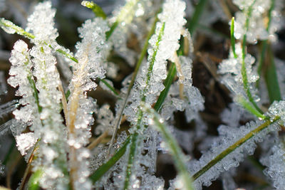 Close-up of frozen grass