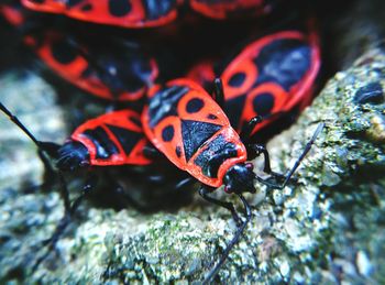 Close-up of multi colored wall