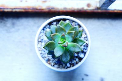 Close-up of succulent plant in bowl