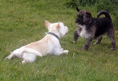 Dogs playing on grassy field