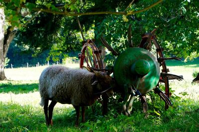 Sheep grazing on grassy field