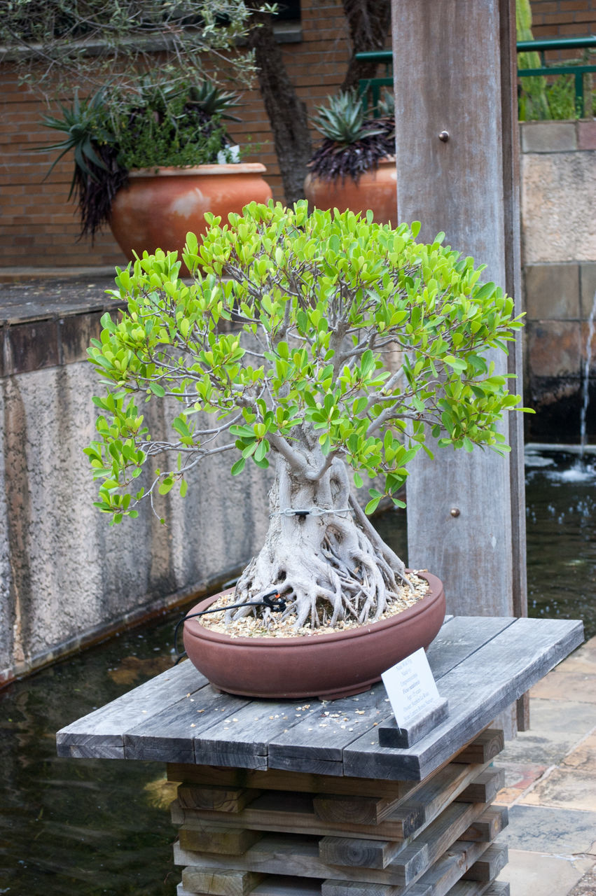 VIEW OF AN STATUE ON PLANT