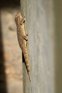 Close-up of lizard on tree trunk