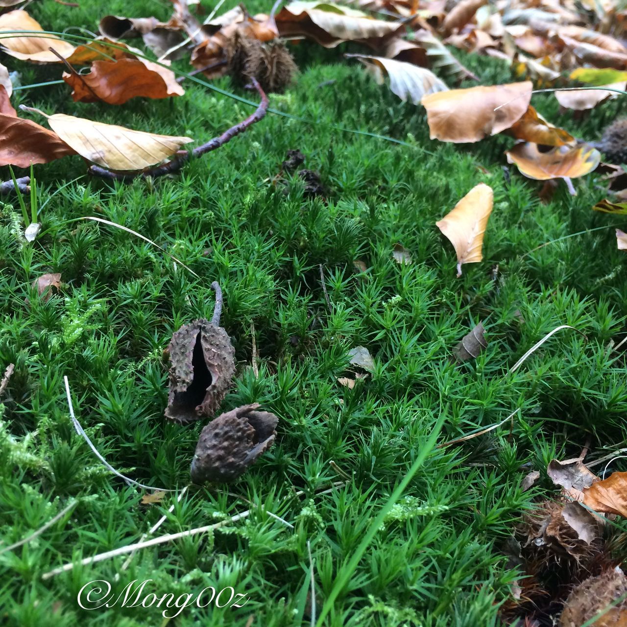 leaf, nature, high angle view, grass, field, day, outdoors, green color, plant, growth, beauty in nature, no people, animal themes, fragility, toadstool, close-up, bird, fly agaric