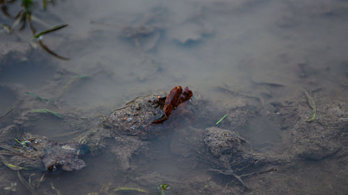 High angle view of frog on beach