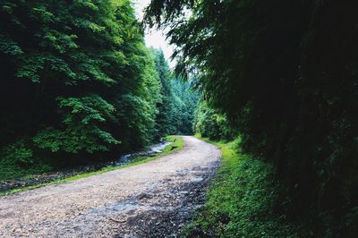 Empty road along trees in forest