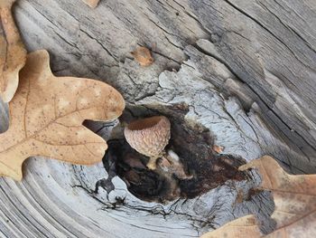 High angle view of hand on wood