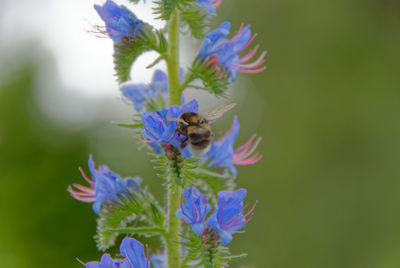 Close-up of bumble bee pollinating on blue flower