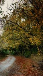 Road amidst trees during autumn