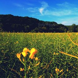 Yellow flowers growing in field