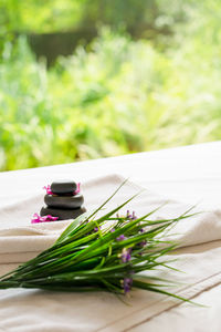 Close-up of potted plant on table