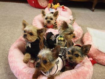 High angle view of yorkshire terrier puppies in pet bed at home