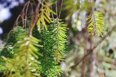 Close-up of pine tree branch