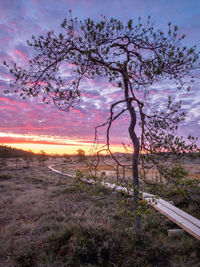 Trees on field against sky during sunset