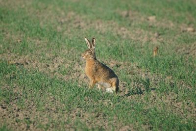 Side view of a reptile on field