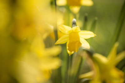 Close-up of yellow flowering plant