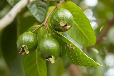 Close-up of guava growing on tree