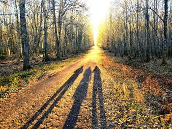 Road amidst trees in forest during autumn