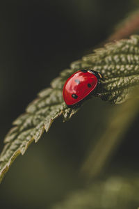 Close-up of ladybug on plant