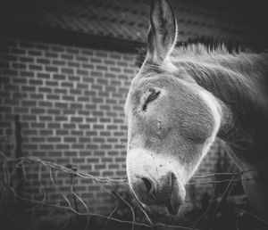 Close-up of a horse in stable