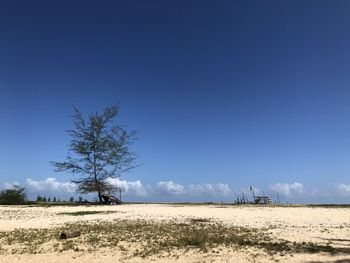 Scenic view of field against clear blue sky