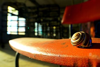 Close-up of animal shells on chair