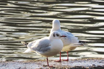 Close-up of seagull