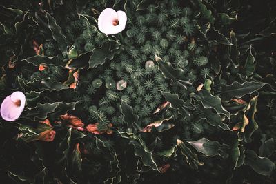 High angle view of plants