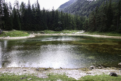 Scenic view of lake in forest