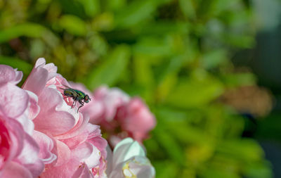 Close-up of insect on pink flower