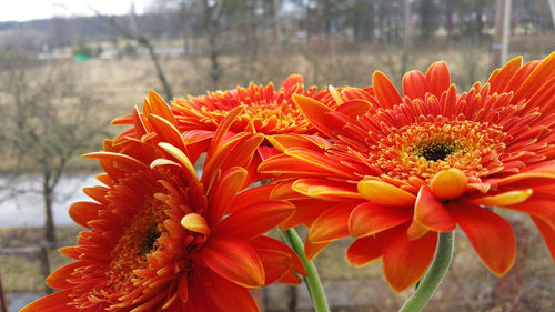 Orange gerbera daisies growing against field