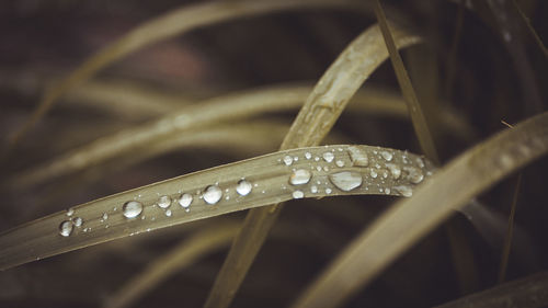 Close-up of water drops on blade of grass