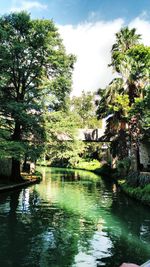 Reflection of trees in water