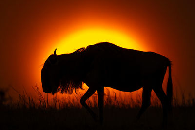 Blue wildebeest