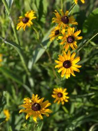 Close-up of yellow cosmos flowers blooming outdoors