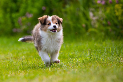 Shetland sheepdog puppy walking on grassy field