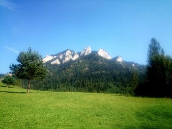 Scenic view of field against clear sky
